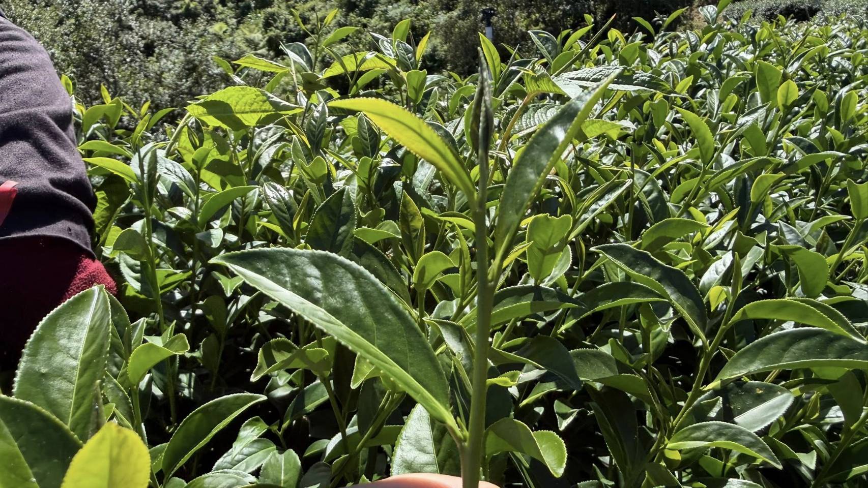 福壽山冬茶|一斤600g