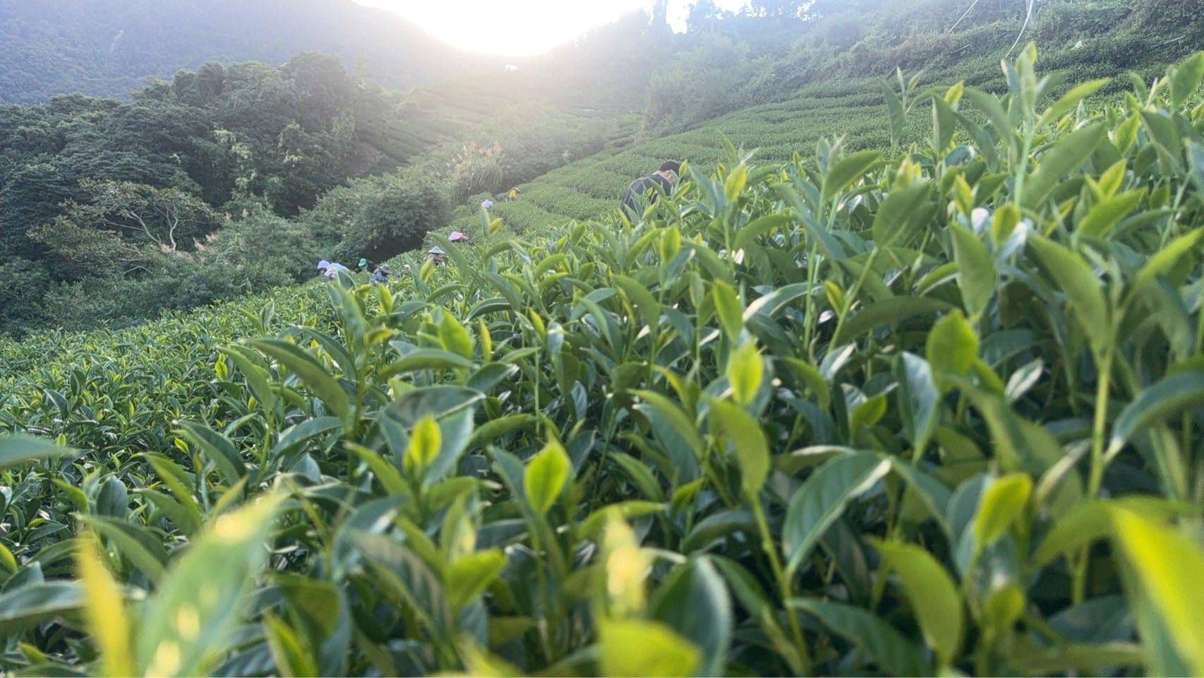 福壽山冬茶|一斤600g