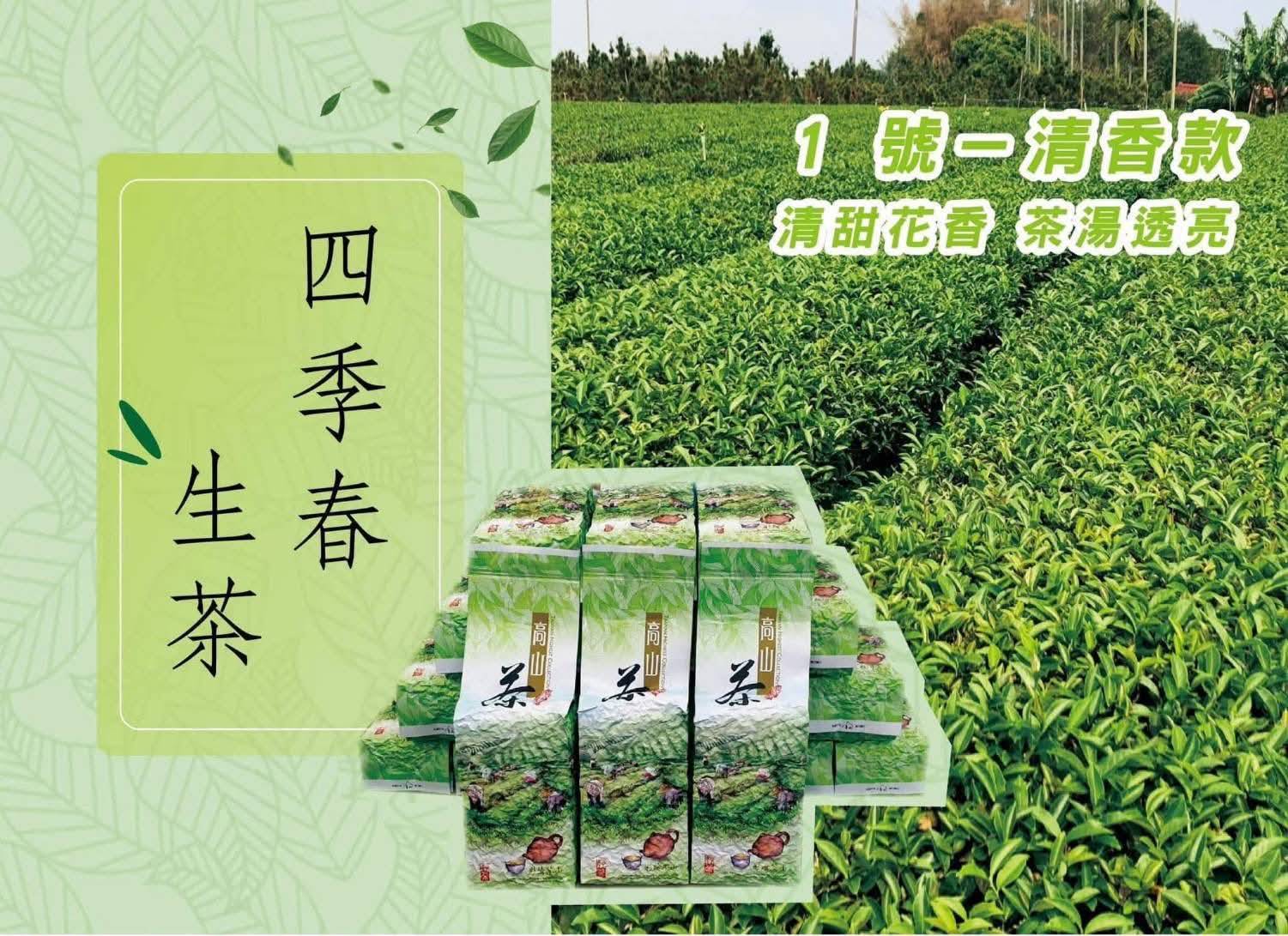 南投名間 四季春茶