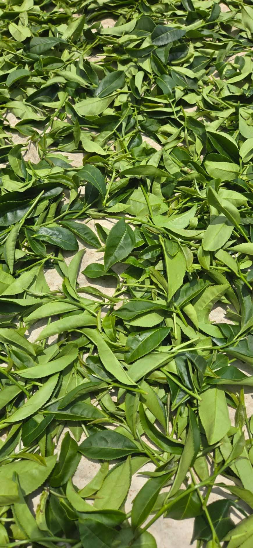 梨山春茶