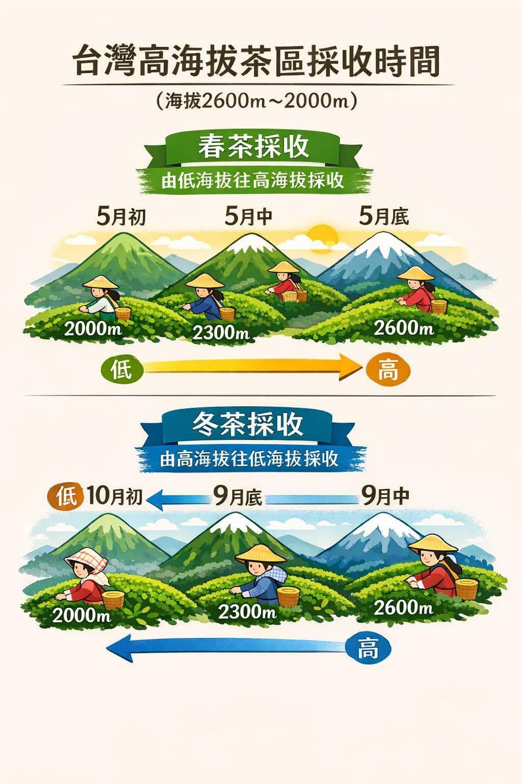 十全十美春茶組/ 一包75g有十包