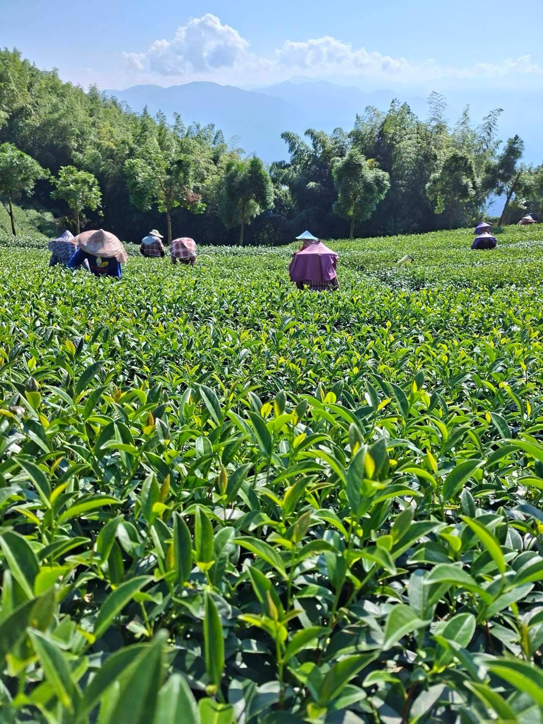 阿里山高山茶