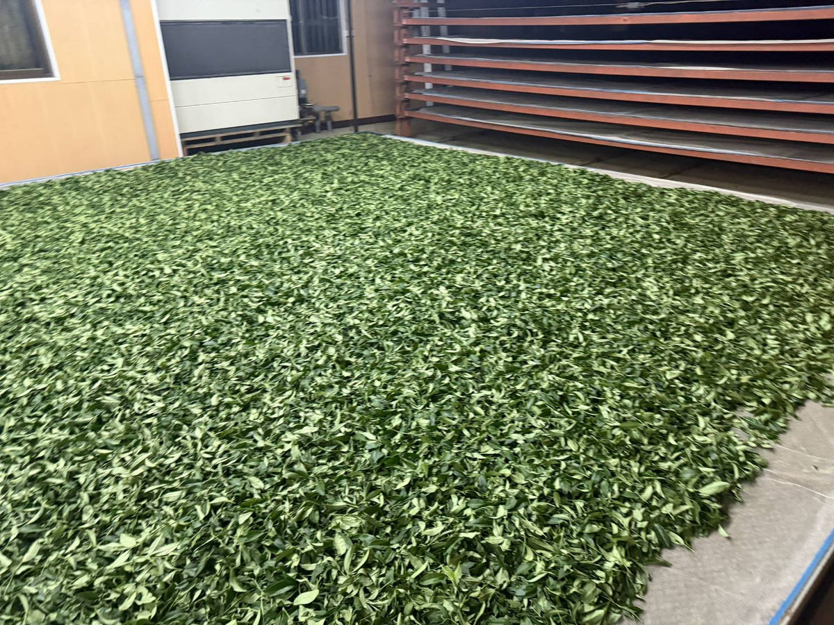 阿里山高山茶