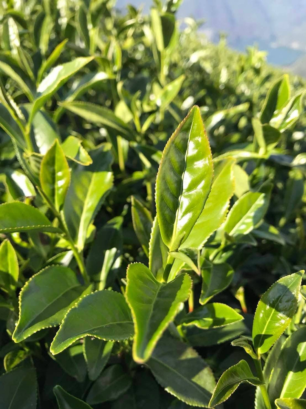 茶后鴉片| 1瓶75公克