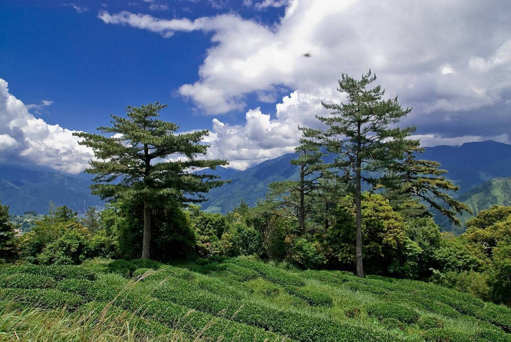 茶后鴉片| 1瓶75公克